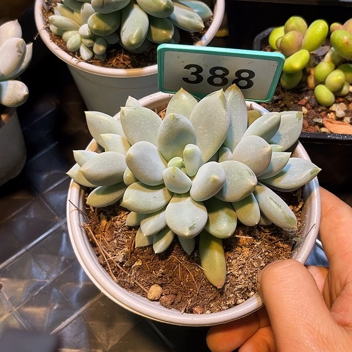 多肉植物胖体哥特388