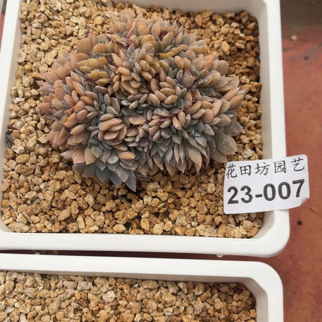 我***妹23.007白茶缀化一个