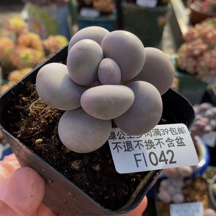 芭比奶洛5cm1042多肉植物