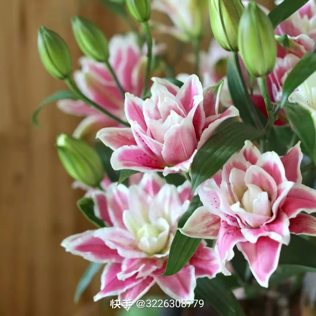 【火星之恋】粉红色重瓣浓香香水百合水仙花顺丰包邮鲜花多头