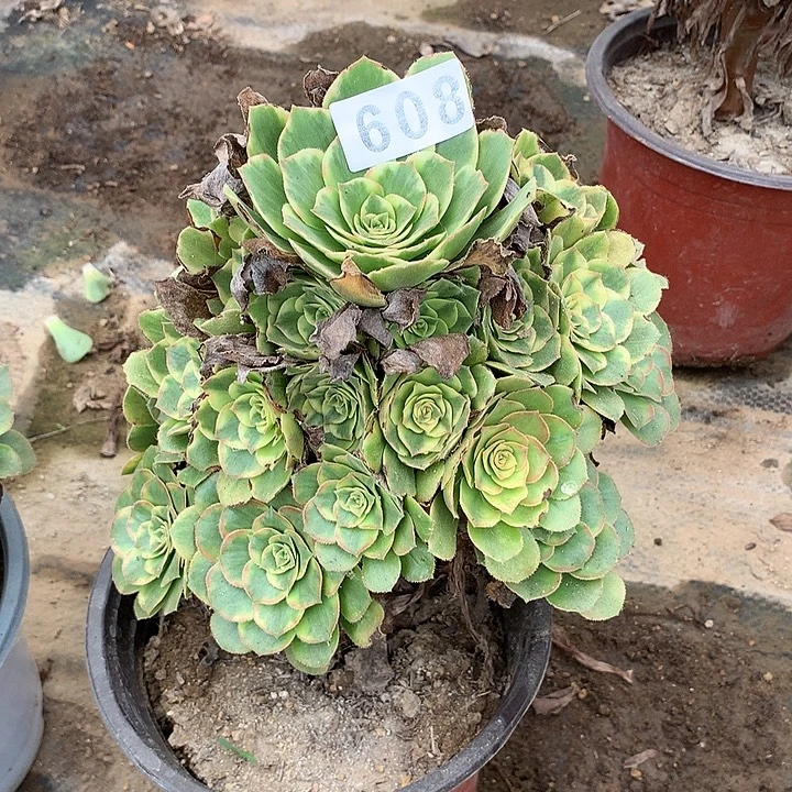 多肉植物金秋608号