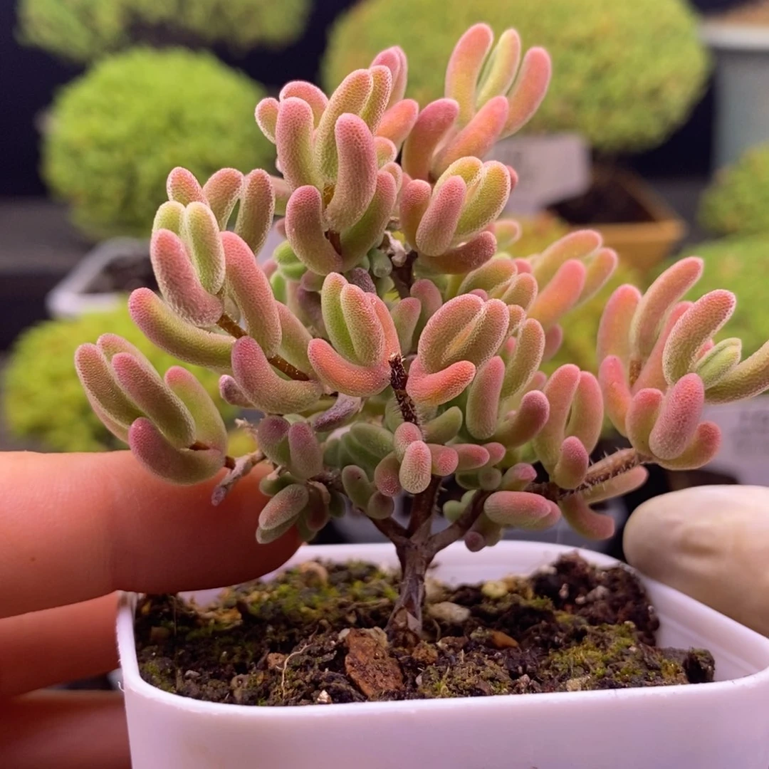 699荔枝。