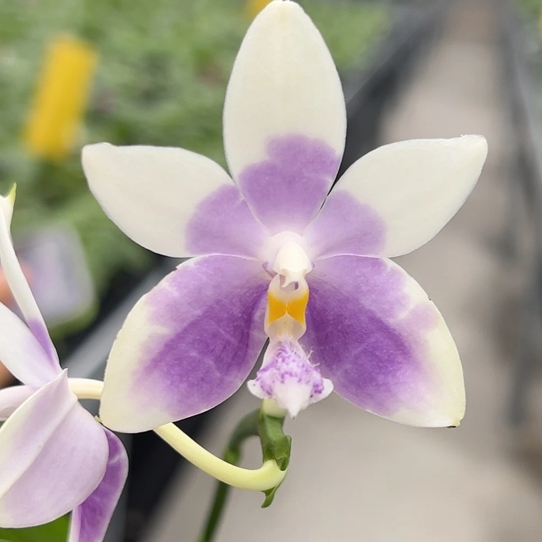 完全开放槟城荧光交珍妮佛 200号