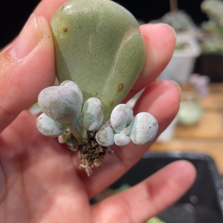 瑕疵品，油煎丸子锦基因的小群啊