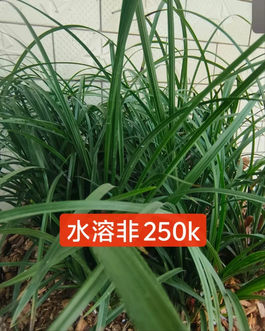 兰花绿植通用250水溶
