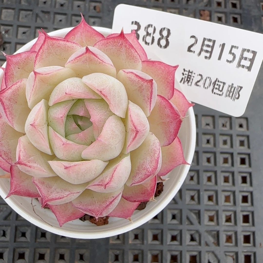 花语逸镜0215-388