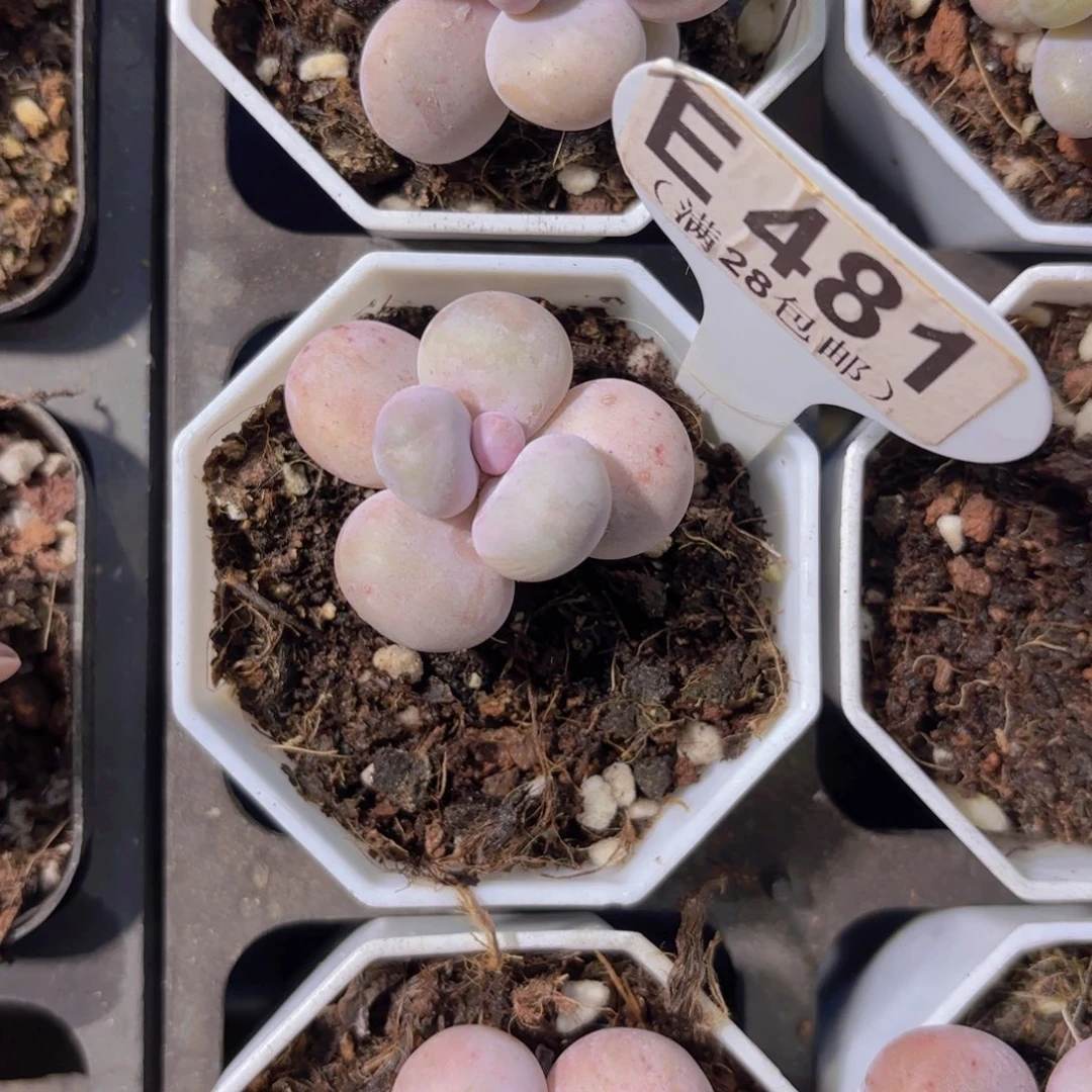 E481奶酪一物一拍