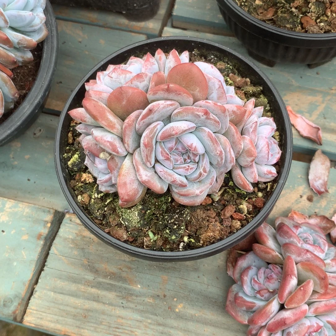 无花朵无砍哈哈哈哈哈哈哈18