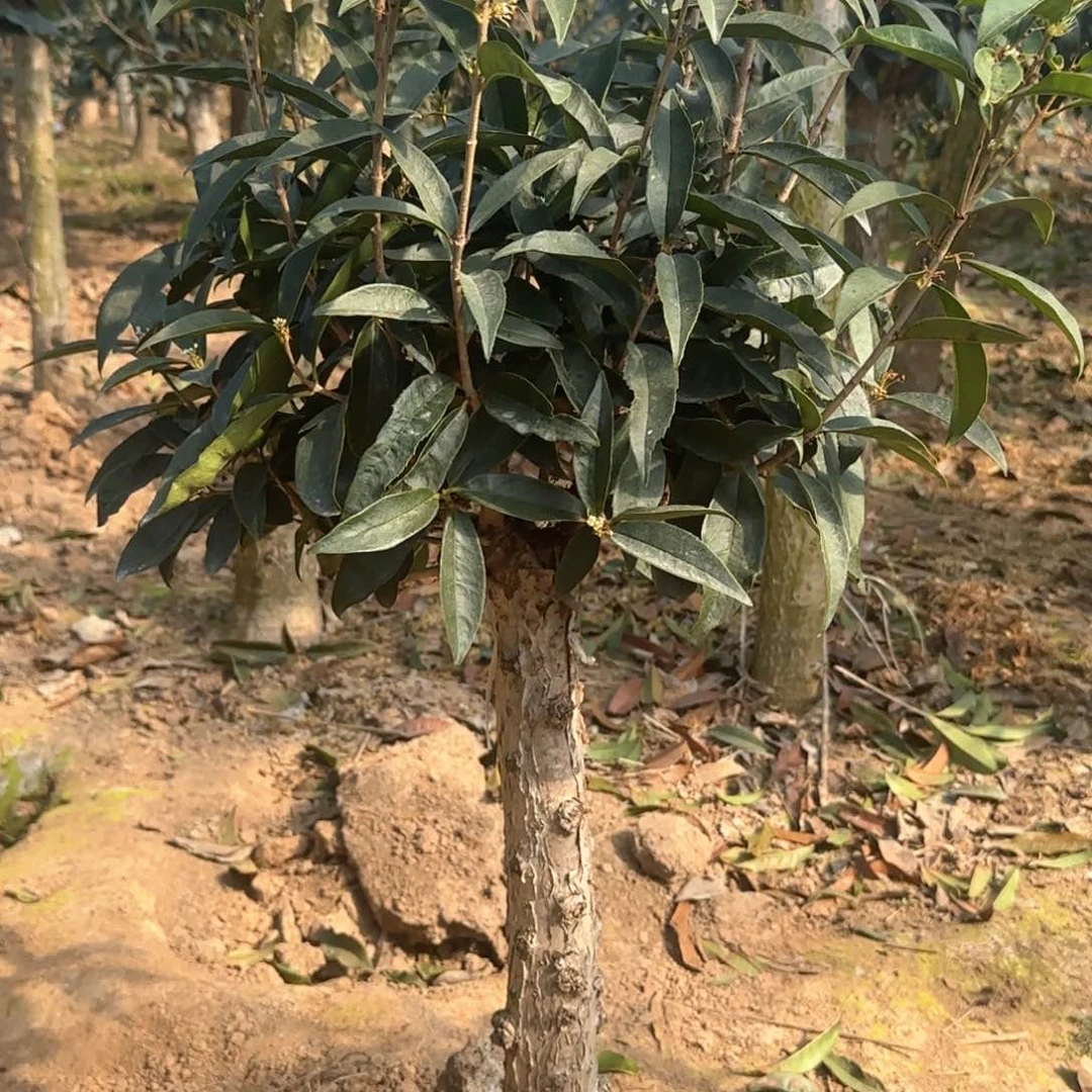 M****i桂花。八月桂系列