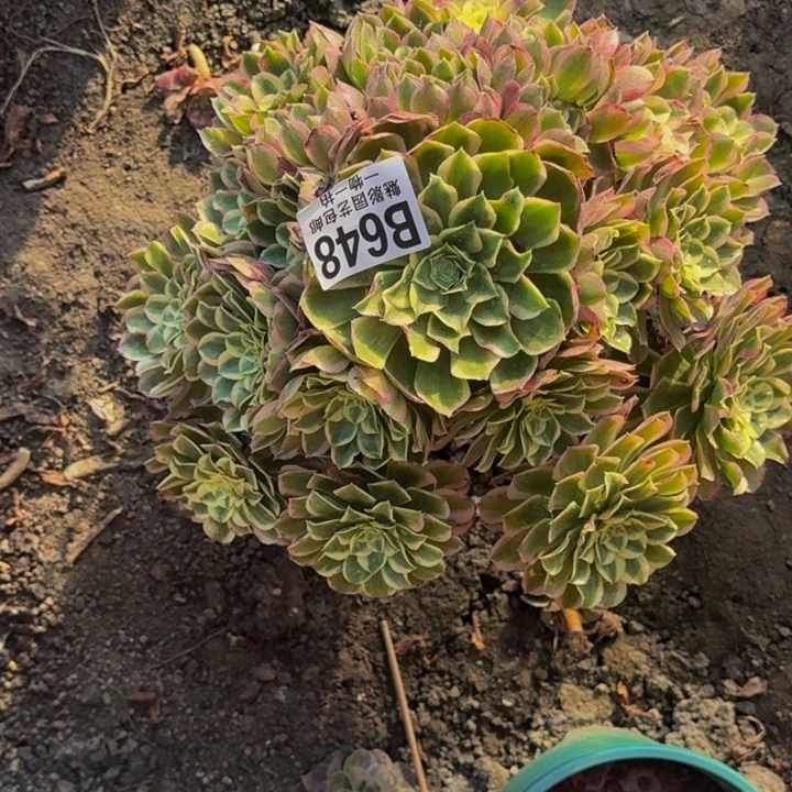 孔雀翎花25-13包邮花花