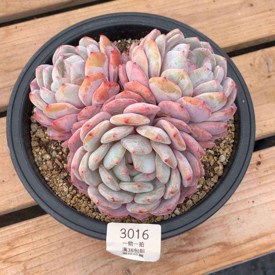 16厘米三头有砍星影3016