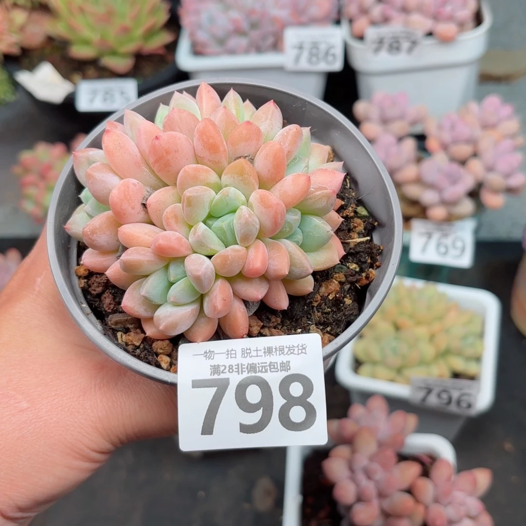 单***良芙丽朵无盆土发货