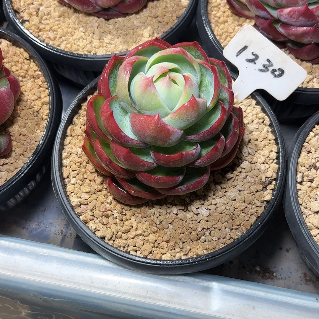 创***越惊鸿仙子一物一拍1230号