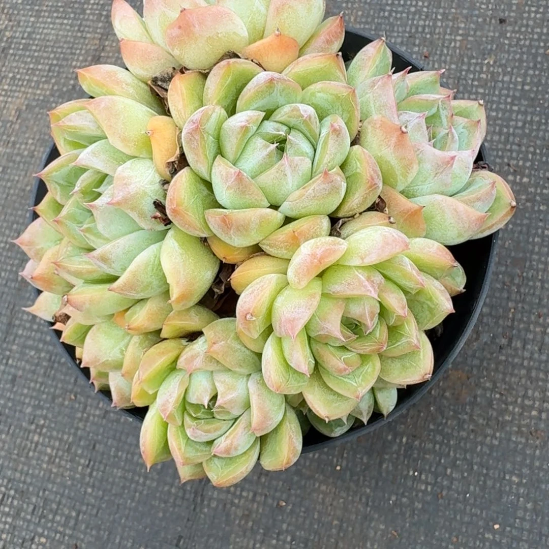 叮***57749杂交多肉植物基地