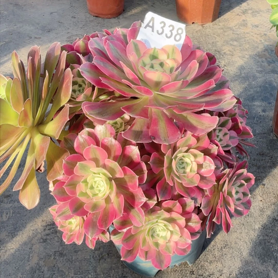 女巫338初六发货