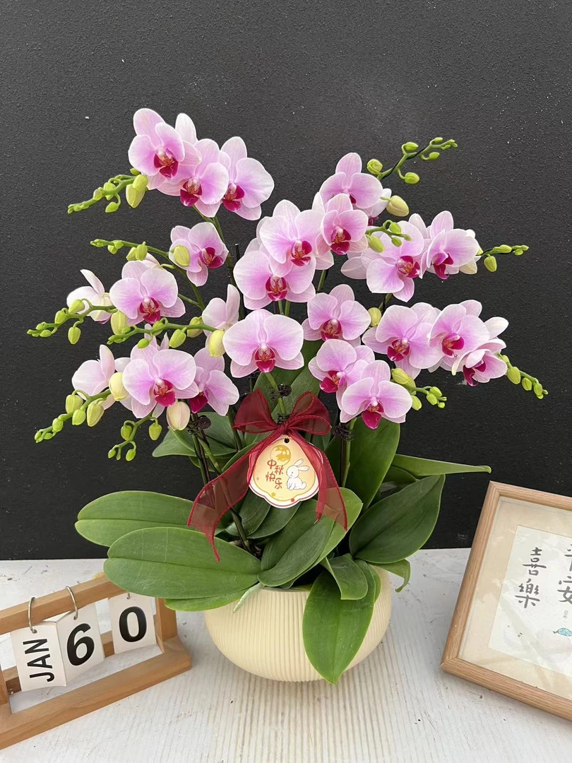 简香《洛神》鲜花高端蝴蝶兰艺术组盆鲜花摆设高端花卉