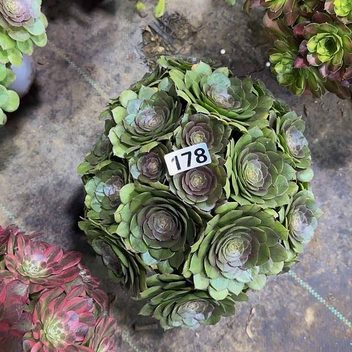 余**忧178万圣节多肉法师