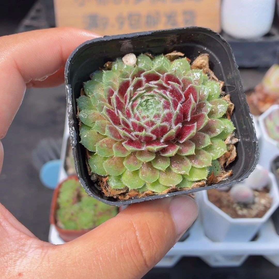 紫牡丹多肉9.9包邮发货