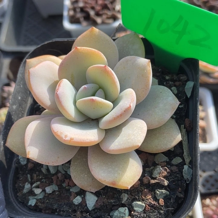 1042奶茶多肉植物保护