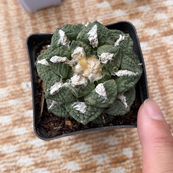 无花朵牡丹单头一物一拍