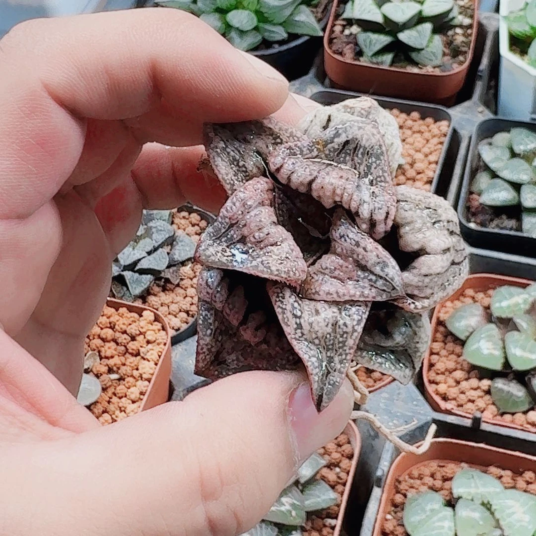 听***漫十二卷福利活动裸根