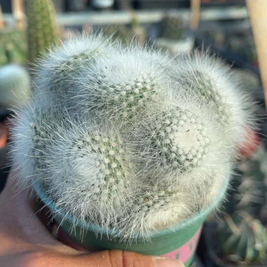 完全开放多头白小丁