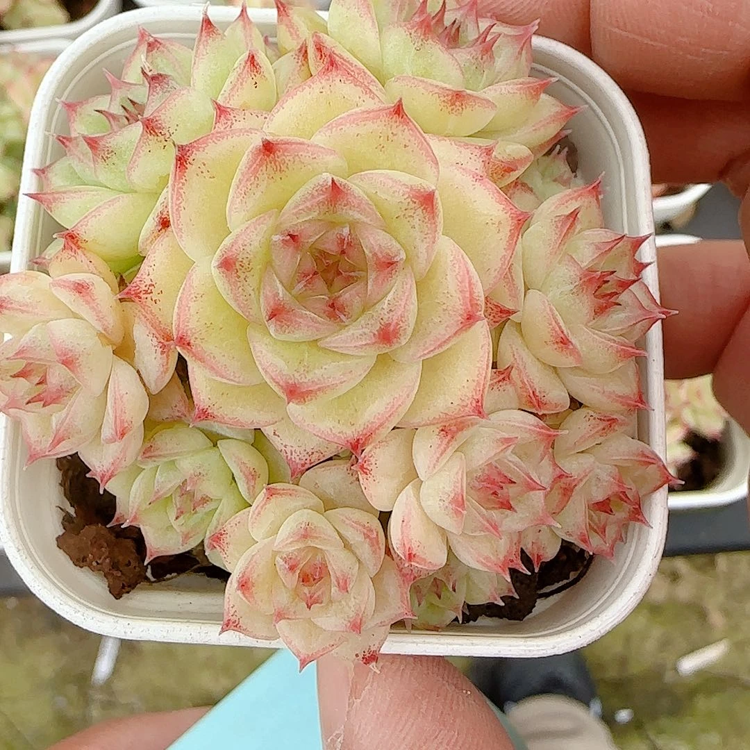 1119-37（fm-29）优选