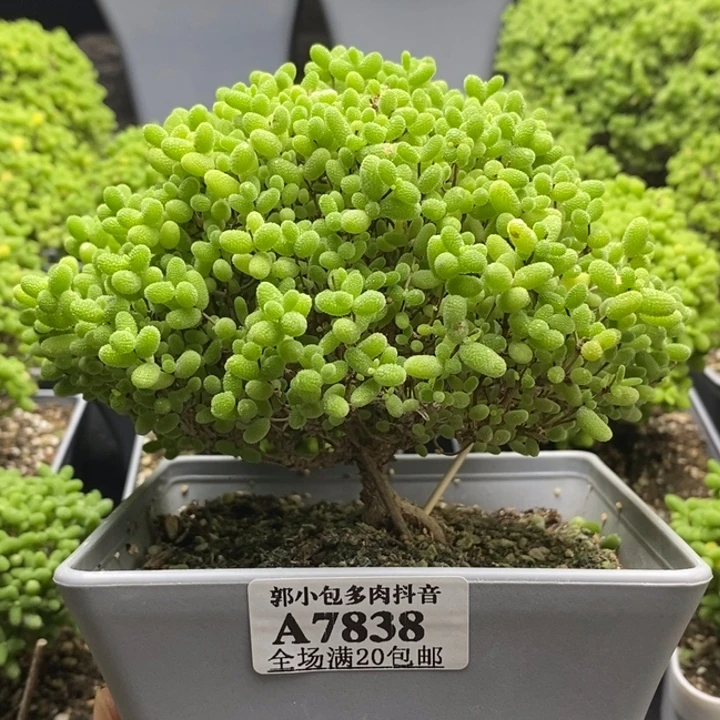 蜜橘糖球7838枝干番杏