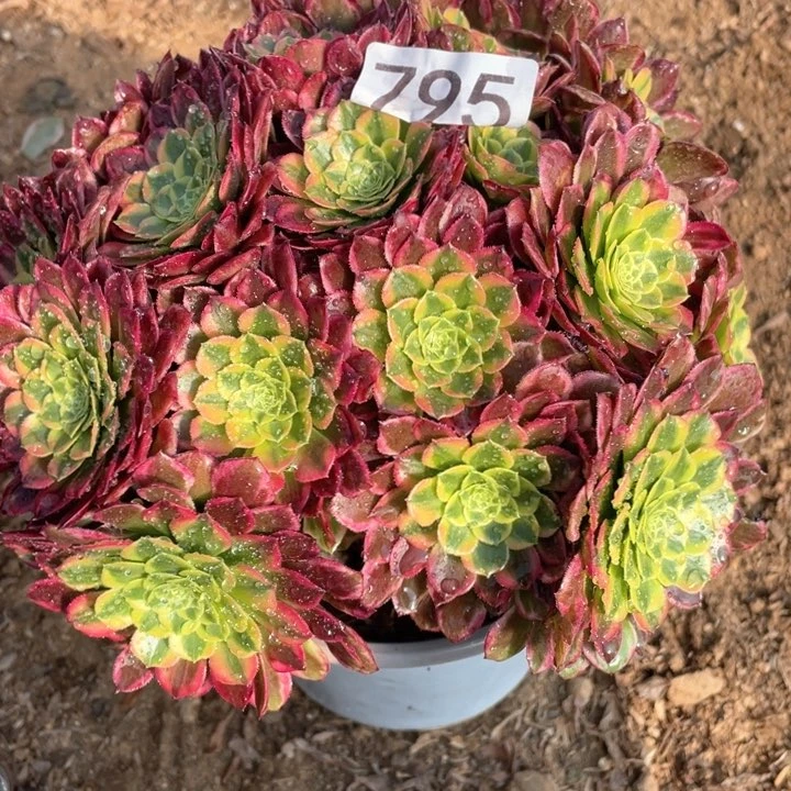 @****…795多肉植物朝霞