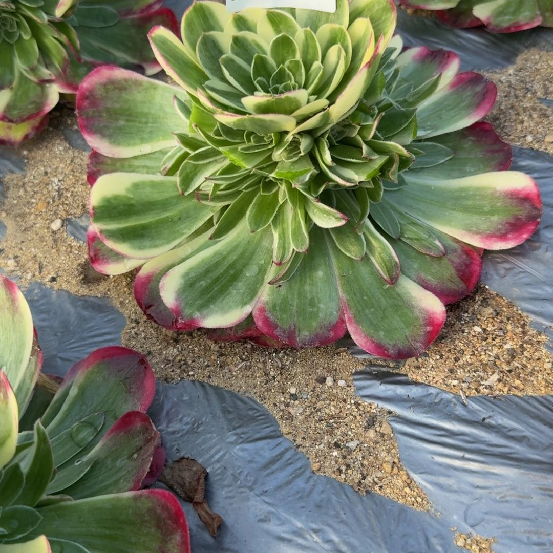 067镜花水月。多肉植物