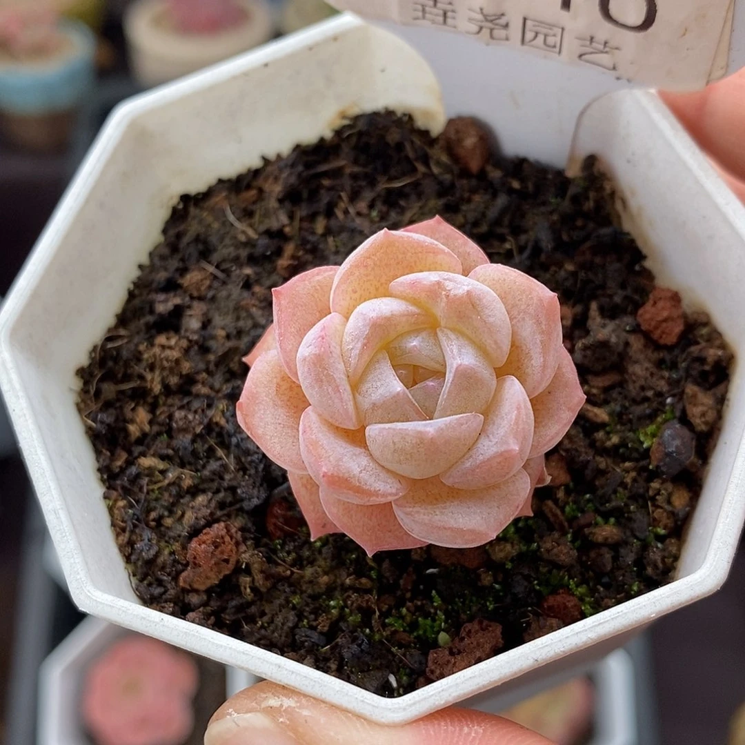 0010 冰贵妃 3cm