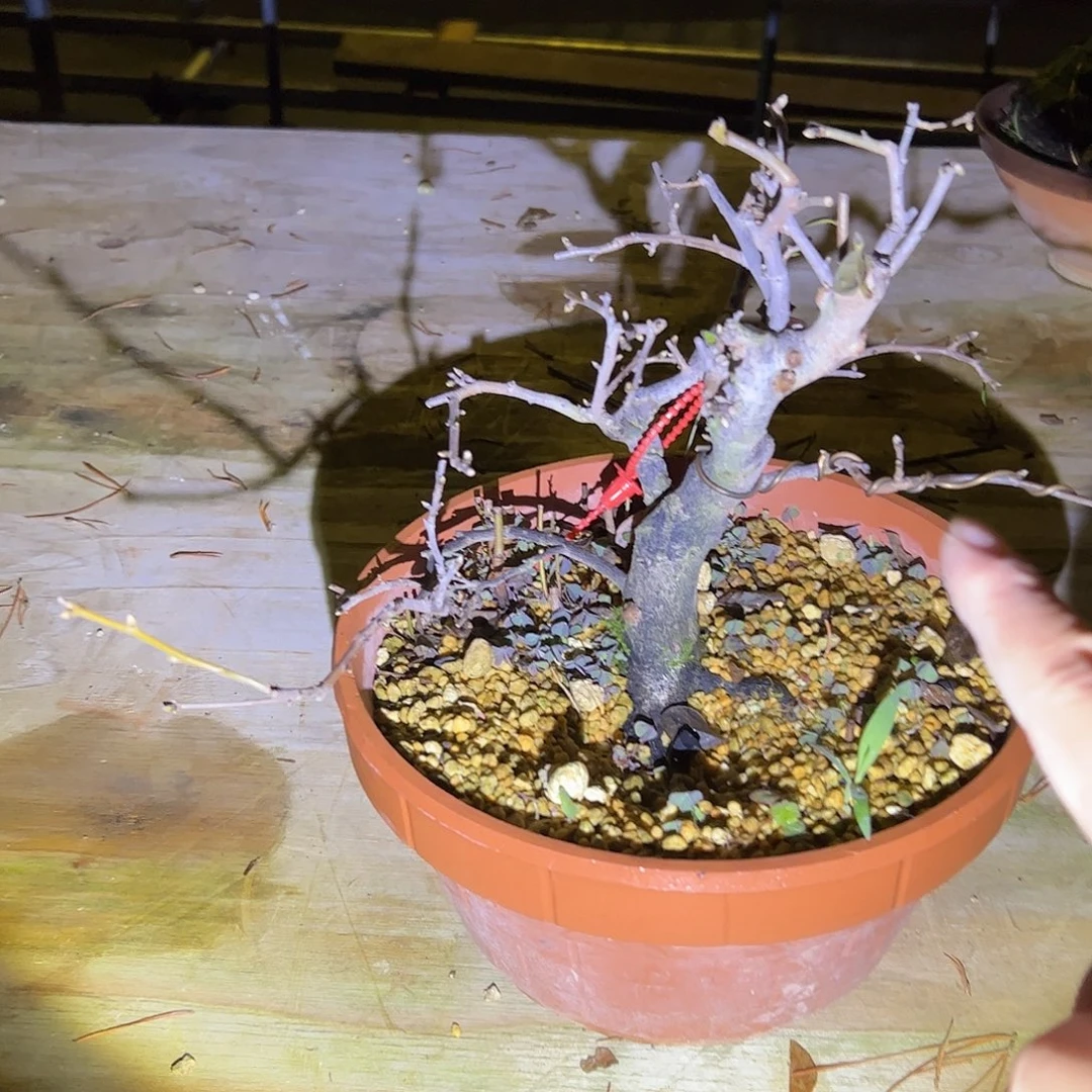 无花朵盆景不包邮40268