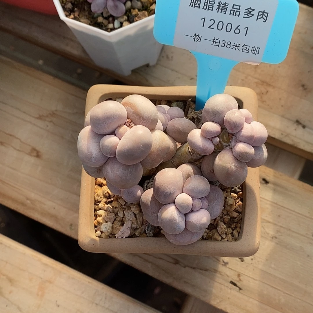 061哦哦图去莉莉咯魔芋