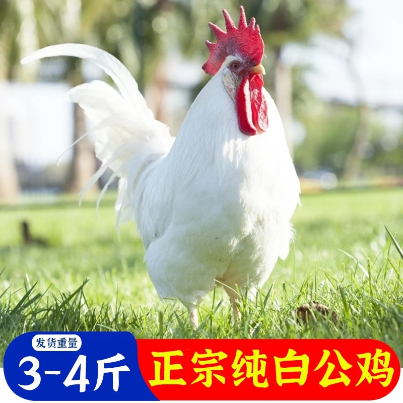包邮正宗纯白无杂毛散养白公鸡三白鸡