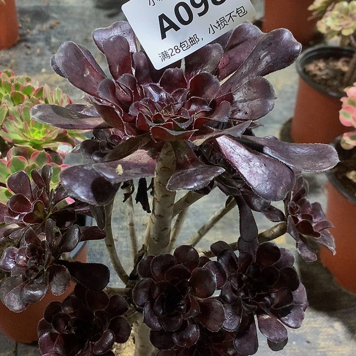 095魔法不包生死