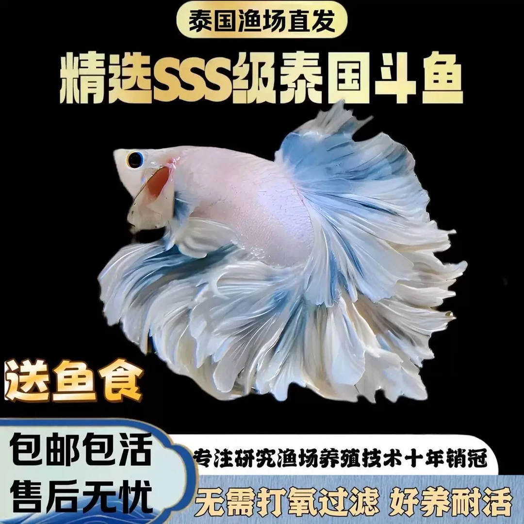 A5（97-120号）精品泰国斗鱼好养易活热带观赏鱼（直播选鱼）