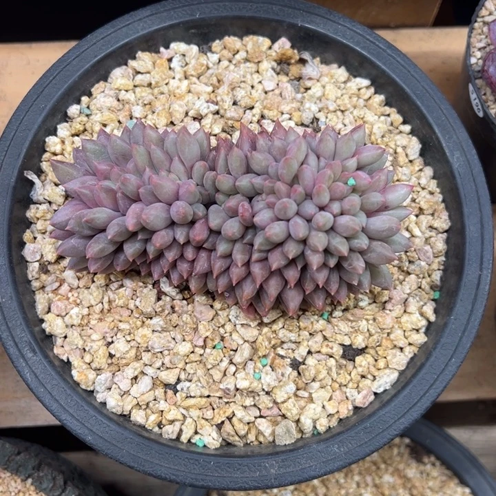 红蜻蜓缀化 夏鸣园艺