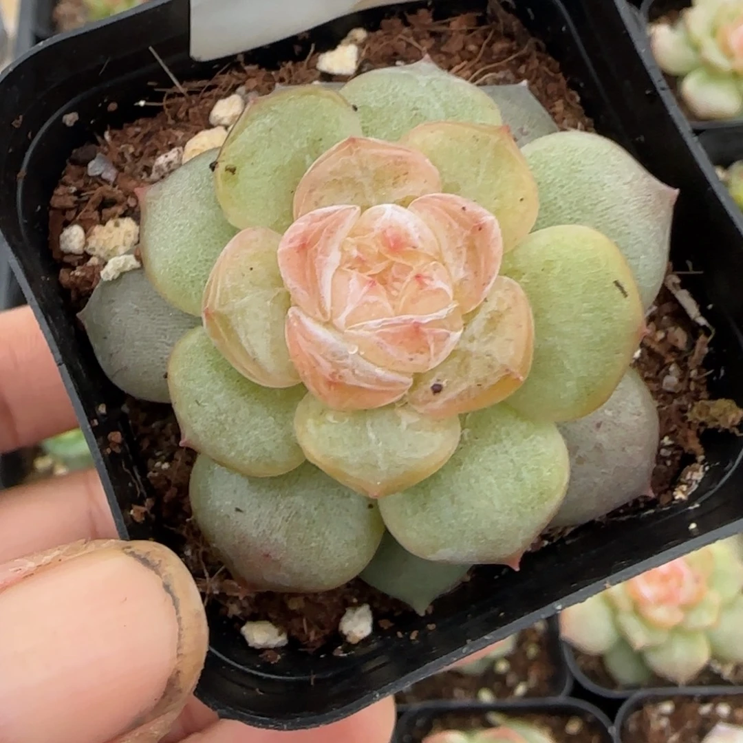 小卡拉米糖心一物一拍2-113