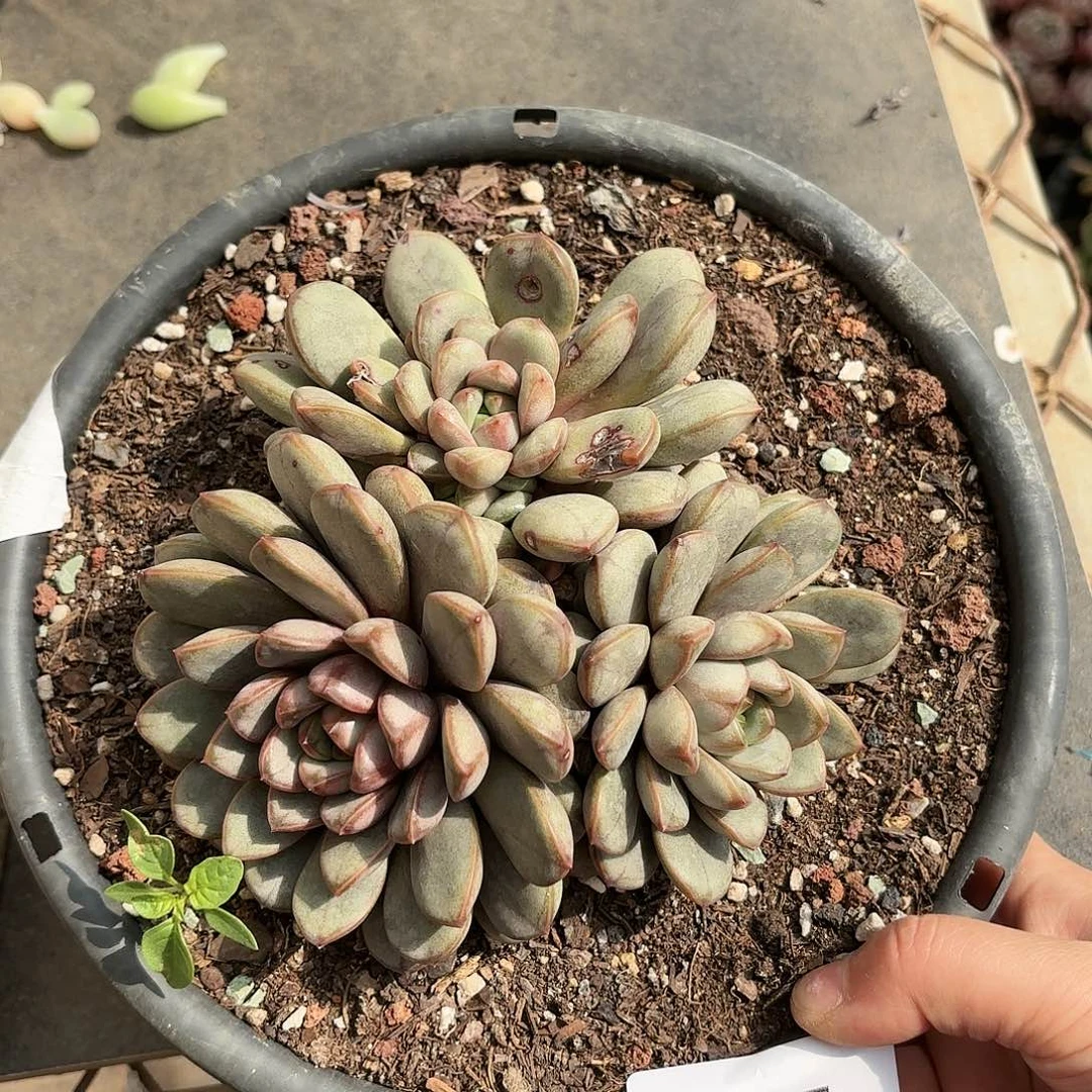 同温层多肉葡萄25