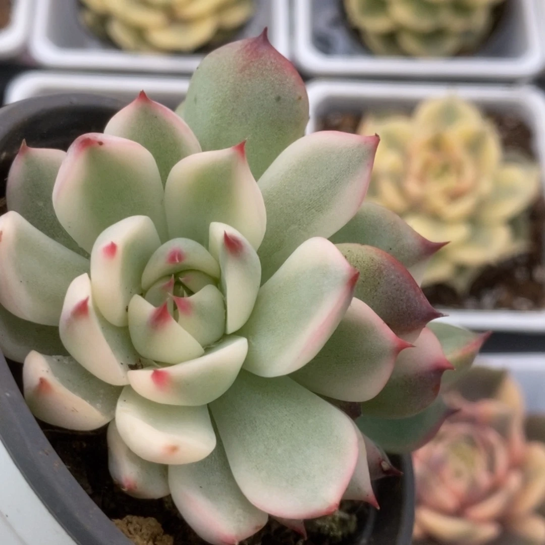 648锦锦锦锦锦锦锦锦锦