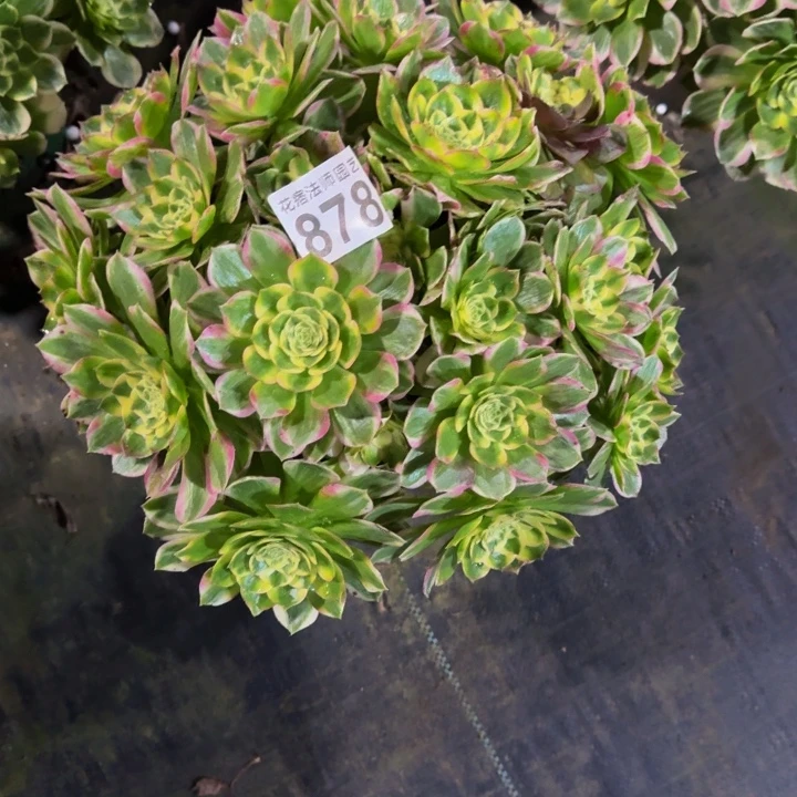 玉芙蓉87800000000