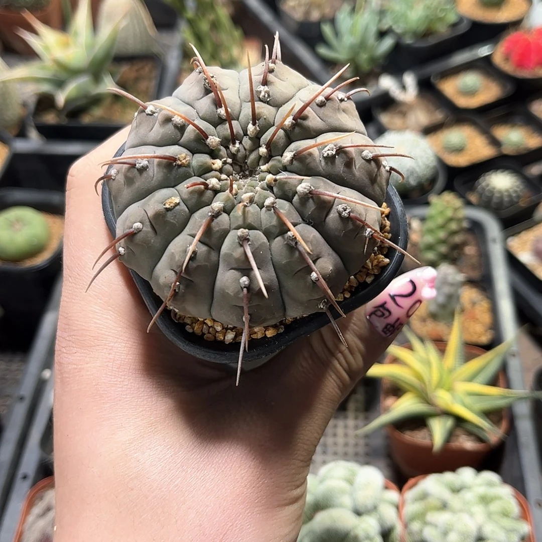 小*24875一物一拍单头