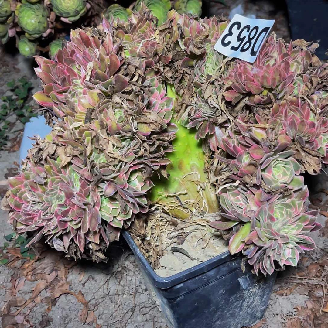 女神法师14/////-8包邮