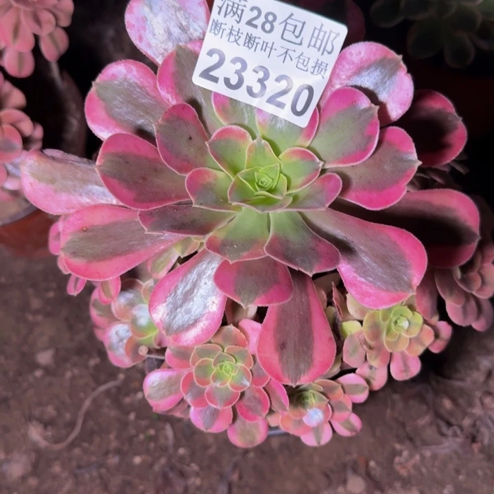 23320美杜莎多肉植物