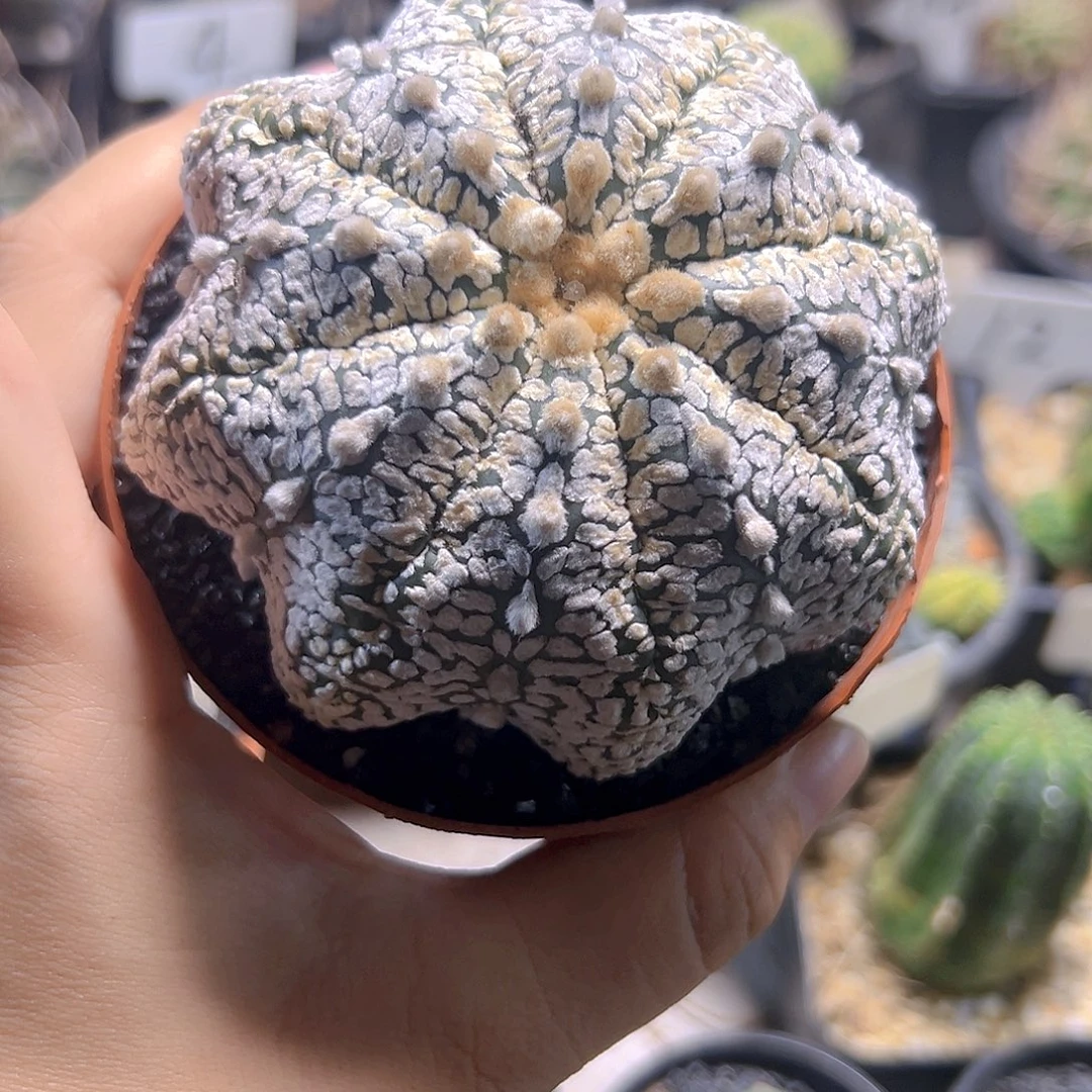 仙人球111111111111