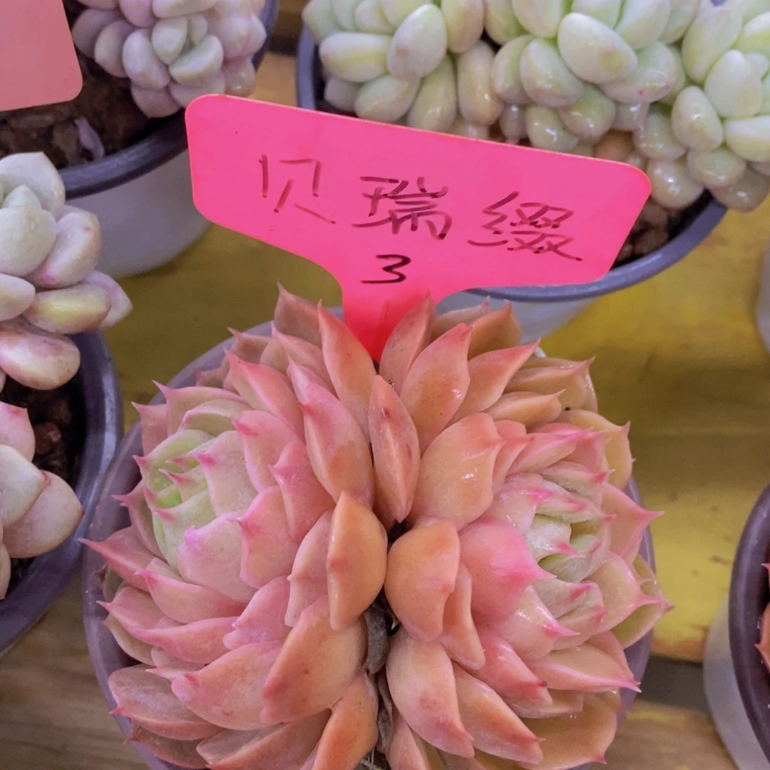 开心多肉，积木gay不做对比