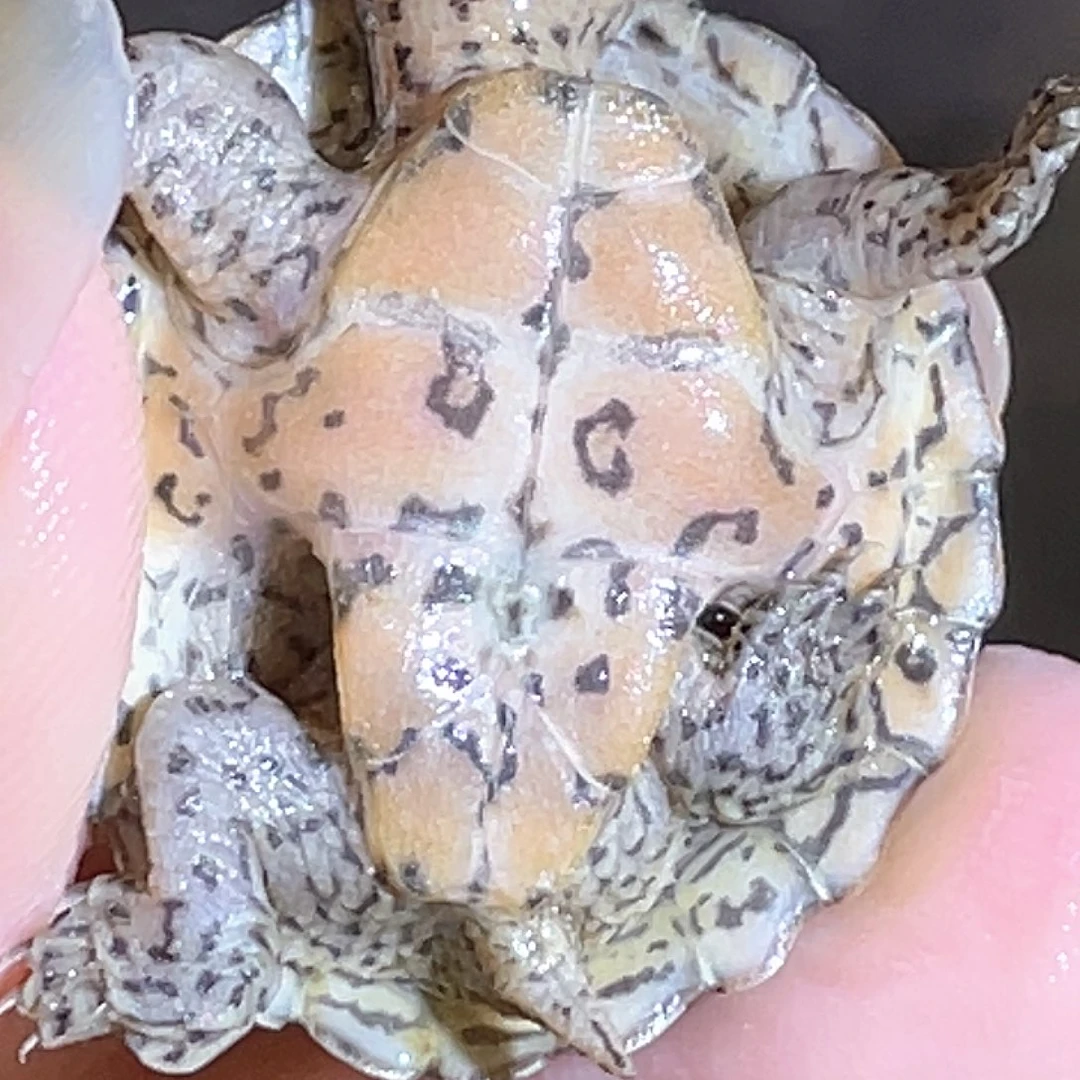 宠物龟不分公母A30全品粗纹连纹黑刀