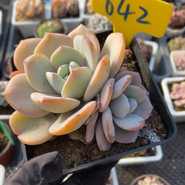 642奶茶多肉植物保护