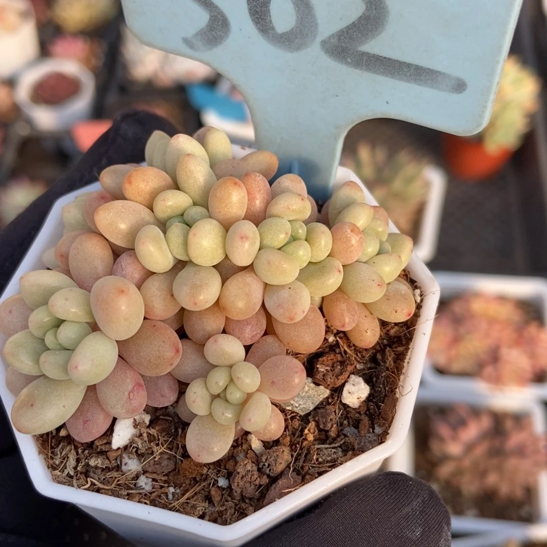 502洛可可多肉植物保护