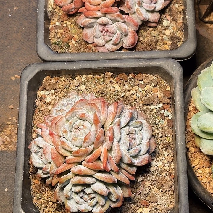 烟***灰多肉植物一物一拍
